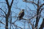 Upper Peninsula Birding