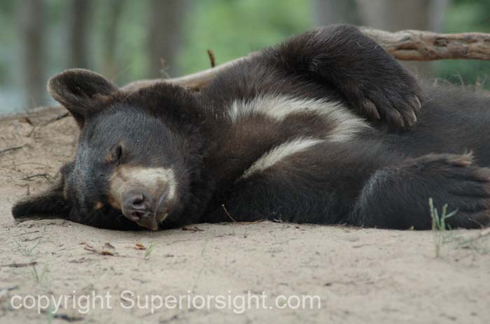 Oswald's Bear Ranch